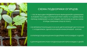 Как использовать золу и уксус для полива растений в Мелодия здоровья